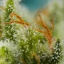 Семена конопли BIG DEVIL XL AUTO® от Sweet Seeds