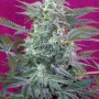 Семена конопли BIG FOOT® от Sweet Seeds