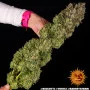 Семена конопли Biscotti от Barney's Farm