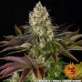 Семена конопли Biscotti от Barney's Farm