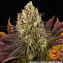 Семена конопли Biscotti от Barney's Farm