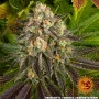 Семена конопли Biscotti от Barney's Farm