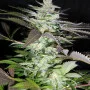 Насіння конопель BLACK JACK® від Sweet Seeds