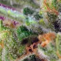 Семена конопли BLACK JACK CBD® от Sweet Seeds