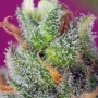 Семена конопли BLACK JACK CBD® от Sweet Seeds