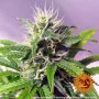 Семена конопли BLUEBERRY CHEESE AUTO от Barney's Farm
