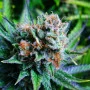 Сорт насіння канабісу Blue Dream Feminised Silver