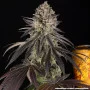Семена конопли Blue Dream от Barney's Farm