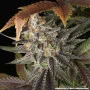 Семена конопли Blue Dream от Barney's Farm