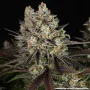 Семена конопли Blue Dream от Barney's Farm