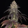 Семена конопли Blue Dream от Barney's Farm