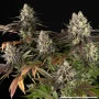 Семена конопли Blue Dream от Barney's Farm
