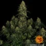 Семена конопли Blue Gelato 41 от Barney's Farm
