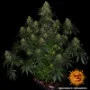 Семена конопли Blue Gelato 41 от Barney's Farm