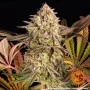 Семена конопли Blue Sunset Sherbert от Barney's Farm