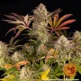 Семена конопли Blue Sunset Sherbert от Barney's Farm