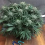 Семена конопли BLUEBERRY® от Dutch Passion