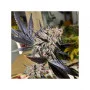Семена конопли BLUEBERRY® от Dutch Passion
