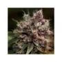 Семена конопли BLUEBERRY® от Dutch Passion