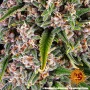 Семена конопли Blue Cheese от Barney's Farm