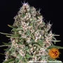 Семена конопли Blue Cheese от Barney's Farm