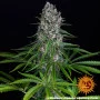 Семена конопли Blue Cheese от Barney's Farm