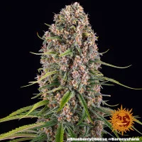 Blue Cheese