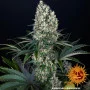 Семена конопли BLUEBERRY OG от Barney's Farm
