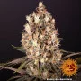 Семена конопли BLUEBERRY OG от Barney's Farm