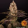 Семена конопли BLUEBERRY OG от Barney's Farm