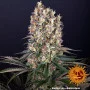 Семена конопли BLUEBERRY OG от Barney's Farm