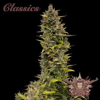 AK® feminized