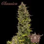 Семена конопли AK® feminized от Buddha Seeds