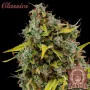 Насіння конопель AMNESIA® feminized від Buddha Seeds
