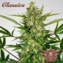 Насіння конопель AUTO AMNESIA® від Buddha Seeds