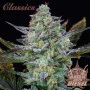 Насіння конопель AUTO DIESEL® від Buddha Seeds
