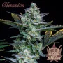 Насіння конопель AUTO DIESEL® від Buddha Seeds