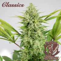 AUTO SKUNK®