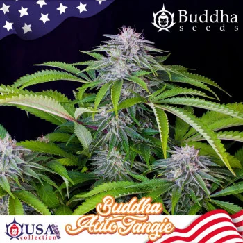 AUTO TANGIE®