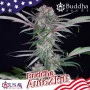 Семена конопли AUTO ZKITT® от Buddha Seeds