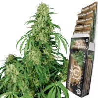 CALAMITY JANE AUTO®