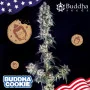 Семена конопли COOKIE® feminized от Buddha Seeds