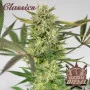 Семена конопли DIESEL® feminized от Buddha Seeds