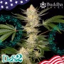 Насіння конопель DoSi2® feminized від Buddha Seeds