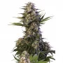 Семена конопли KRAKEN® feminized от Buddha Seeds