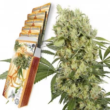 MEDIKIT CBD® feminized