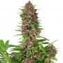 Семена конопли PURPLE KUSH® feminized от Buddha Seeds