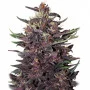Семена конопли PURPLE KUSH AUTO® от Buddha Seeds