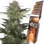 Семена конопли RED DWARF AUTO® от Buddha Seeds