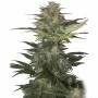 Семена конопли RED DWARF AUTO® от Buddha Seeds